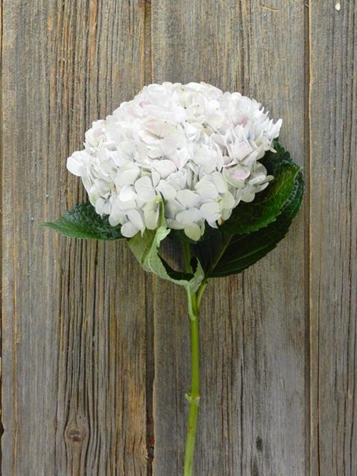 ANTIQUE PINK HYDRANGEA